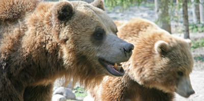 Grizzlies