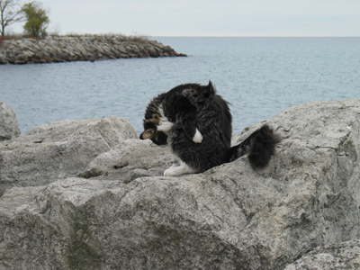 Bluff Cat
