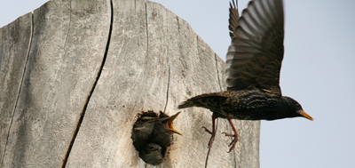 Feeding Time