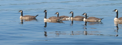 Goose Patrol
