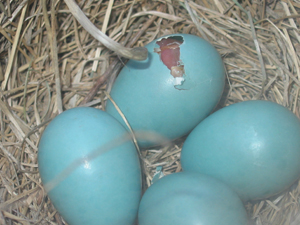 Hatching