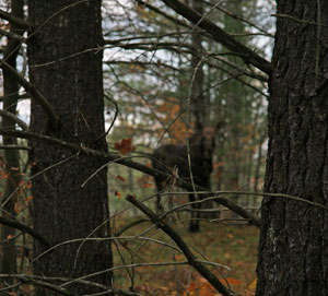 The Moose