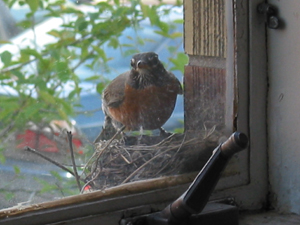 Rockin' Robin