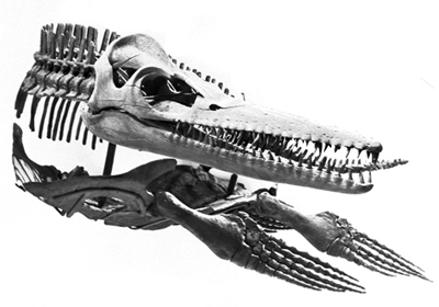 Museum Monster